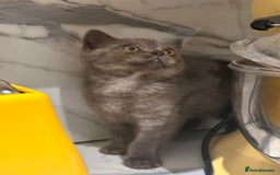 British Shorthair cats for sale: GORGEOUS BSH KITTENS in Oldham - Image 6