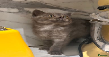 British Shorthair cats in Oldham - Advert 16