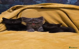 Mixed Breed cats for sale: Beautiful half ragdoll kittens - Image 1