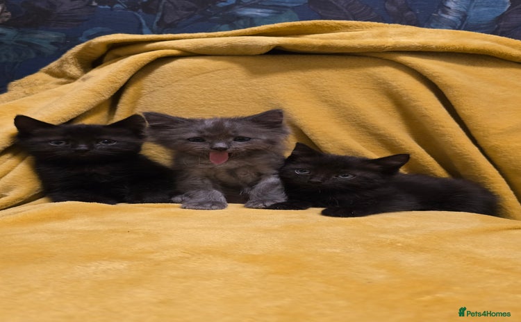 Mixed Breed cats - Advert 6