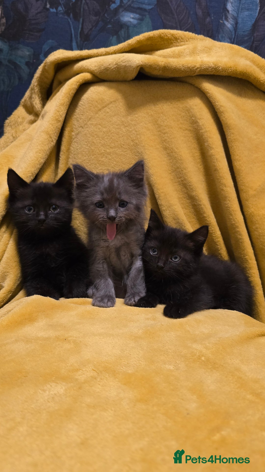 Mixed Breed cats for sale: Beautiful half ragdoll kittens - Image 1