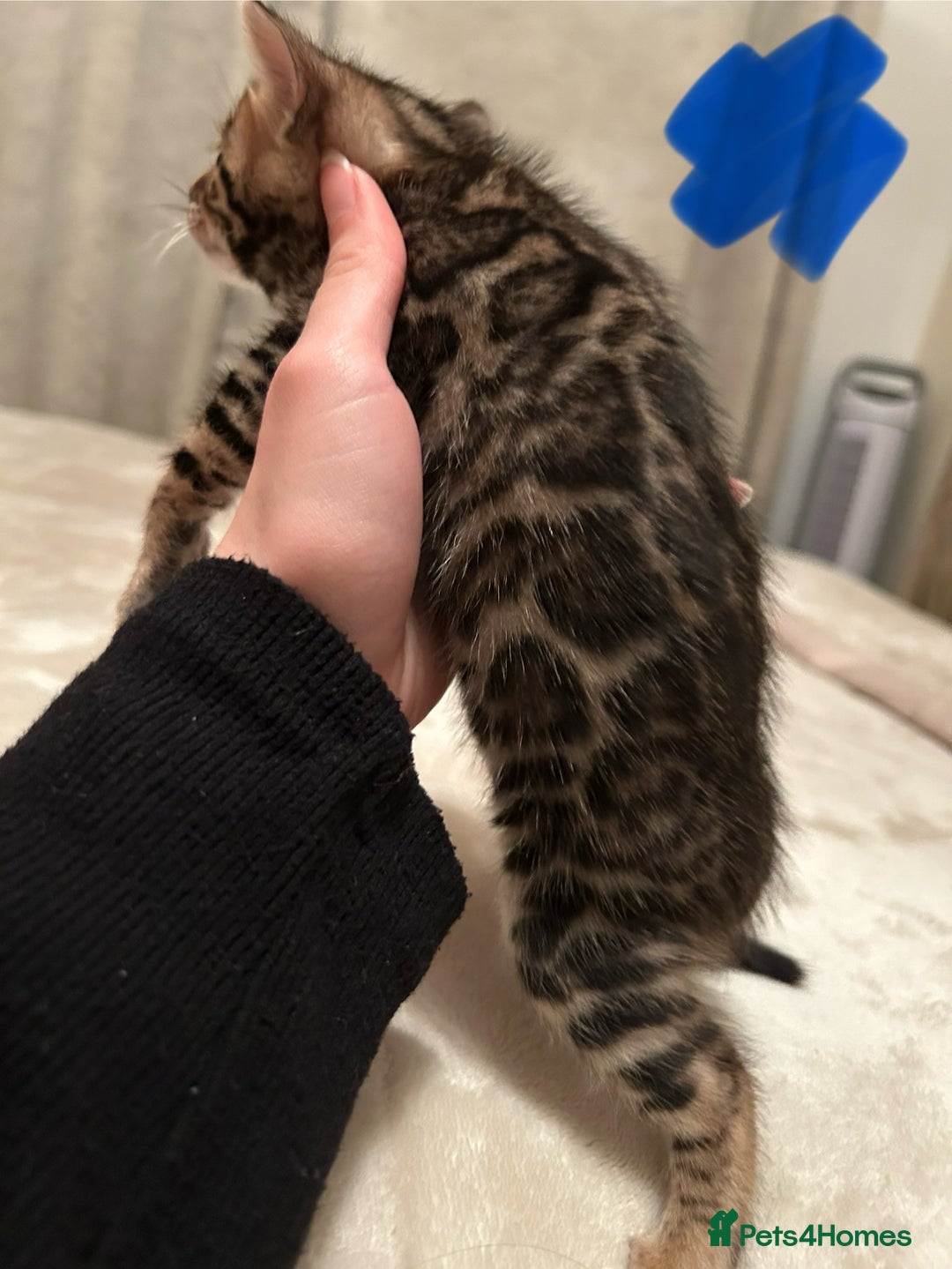 Bengal cats for sale: ❤️ Stunning Bengal Kittens for Reservation ❤️ - Advert 13