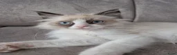 Ragdoll cats for sale: Seal Bi-Color Ragdoll boy DNA tested  - Advert 3