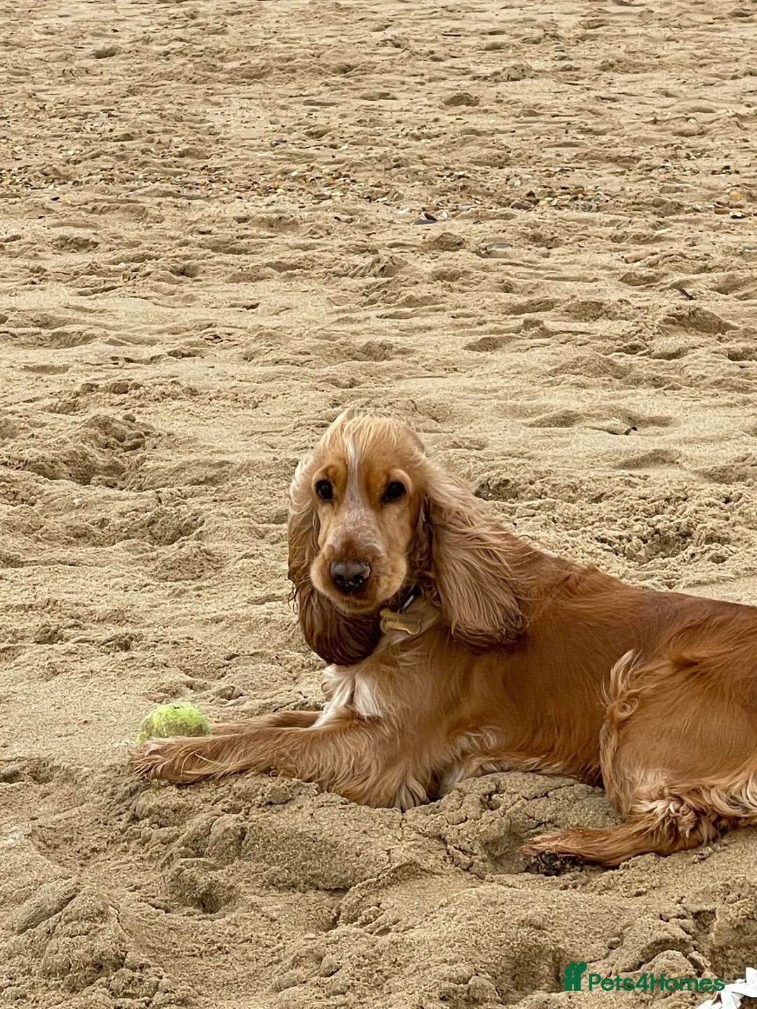 Cocker Spaniel dogs for sale: Gorgeous KC/Full Health Cocker Spaniel show type - Advert 11