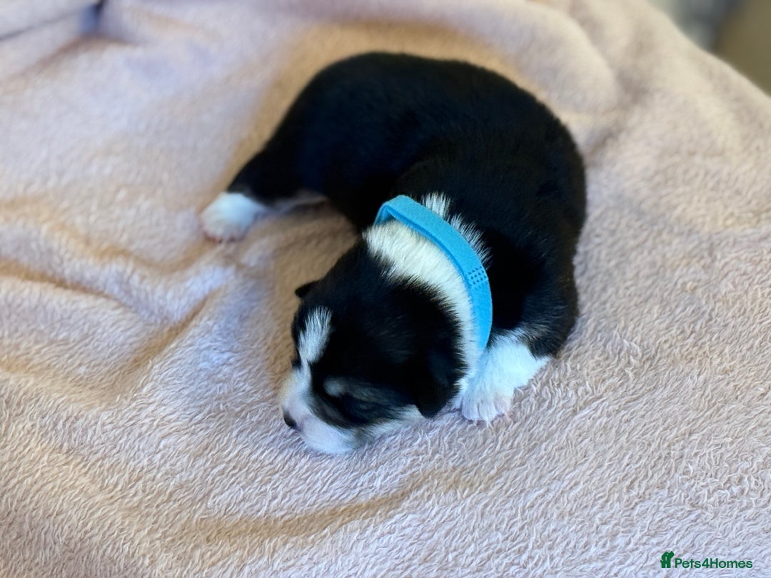 Welsh Corgi Pembroke dogs for sale: Quality Corgi puppies available to loving homes - Image 9
