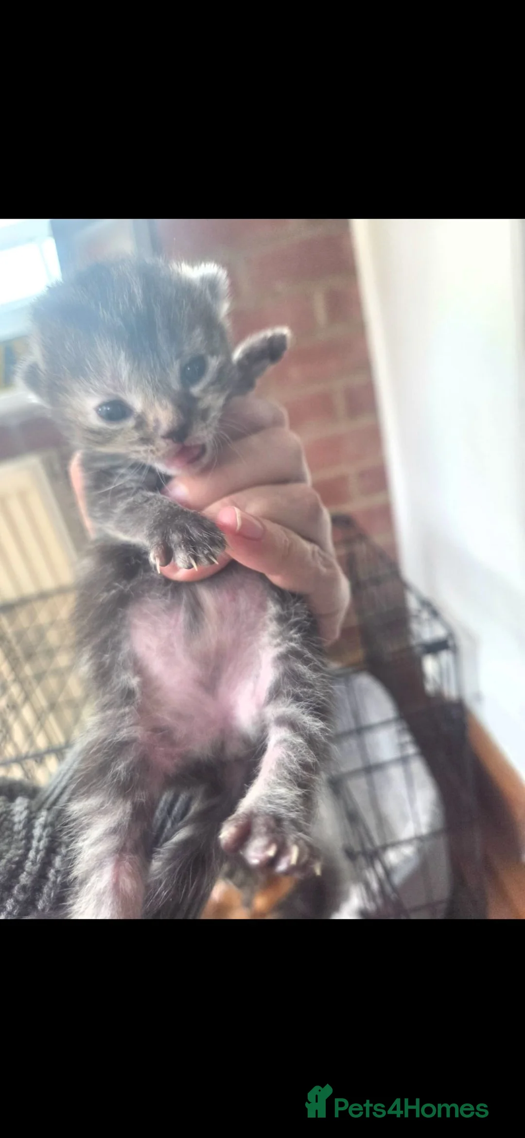 Mixed Breed cats for sale: Beautiful kittens 2 weeks old - Advert 2