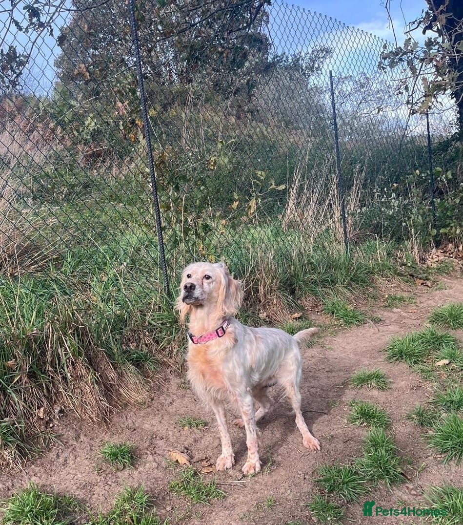 English Setter dogs Lisa  - Advert 2