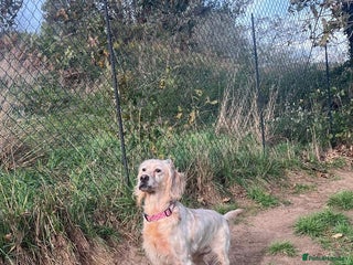 English Setter dogs Lisa - Advert 2