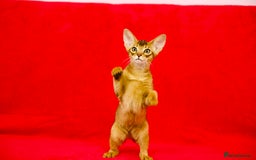 Abyssinian cats for sale: Beautiful Abyssinian Kittens- Raised with Love - Image 4
