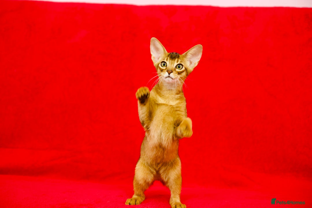 Abyssinian cats for sale: Beautiful Abyssinian Kittens- Raised with Love - Image 4