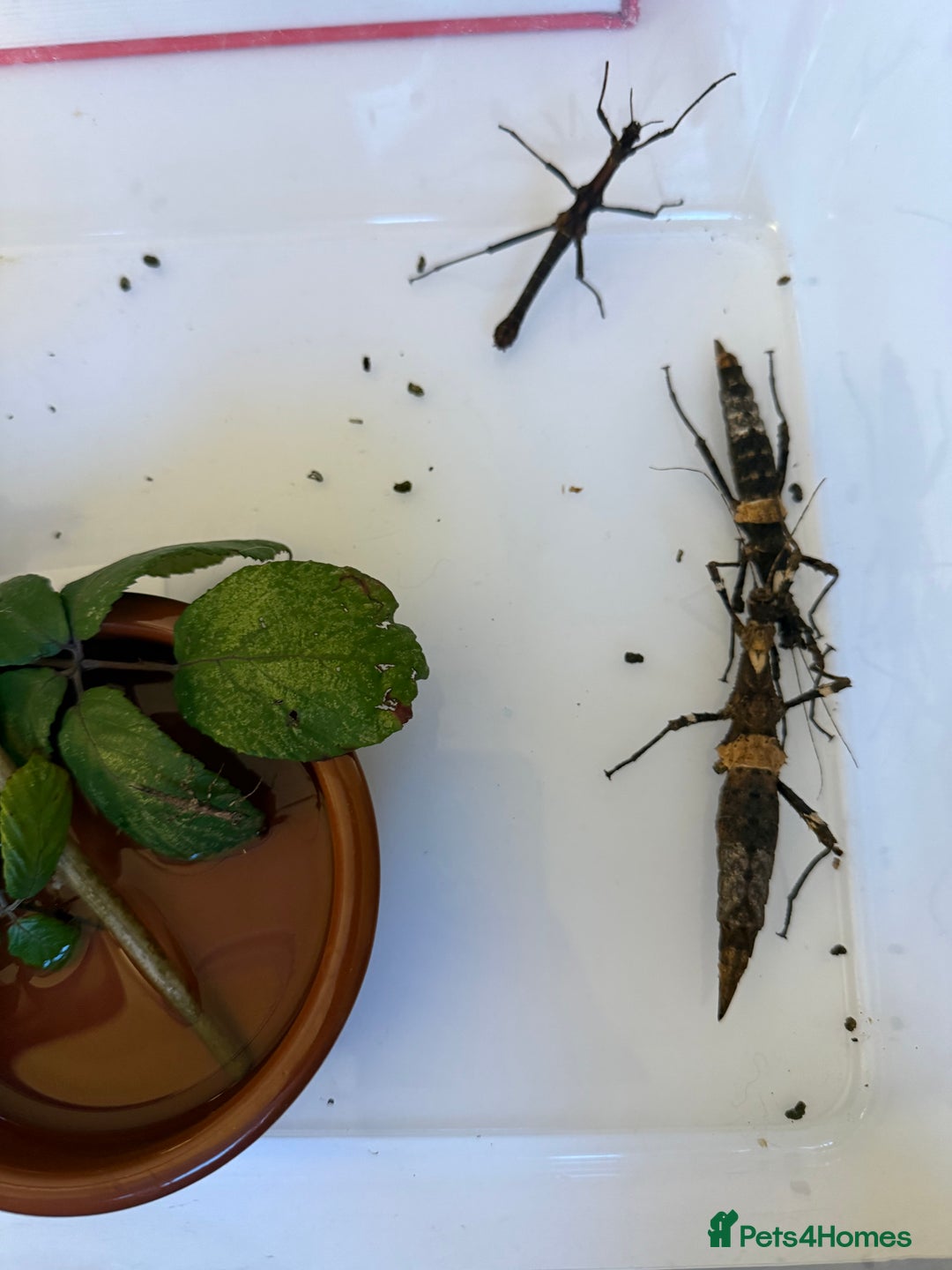 Stick Insects invertebrates for sale: Sungaya inexpectata - Advert 2