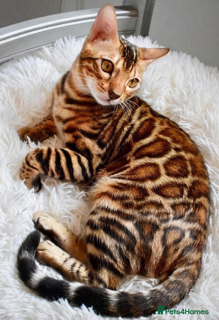 Bengal cats Beautiful Bengal kitten - Advert 1
