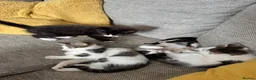 Mixed Breed cats for sale: 4 beautiful Tabby kittens  - Advert 9
