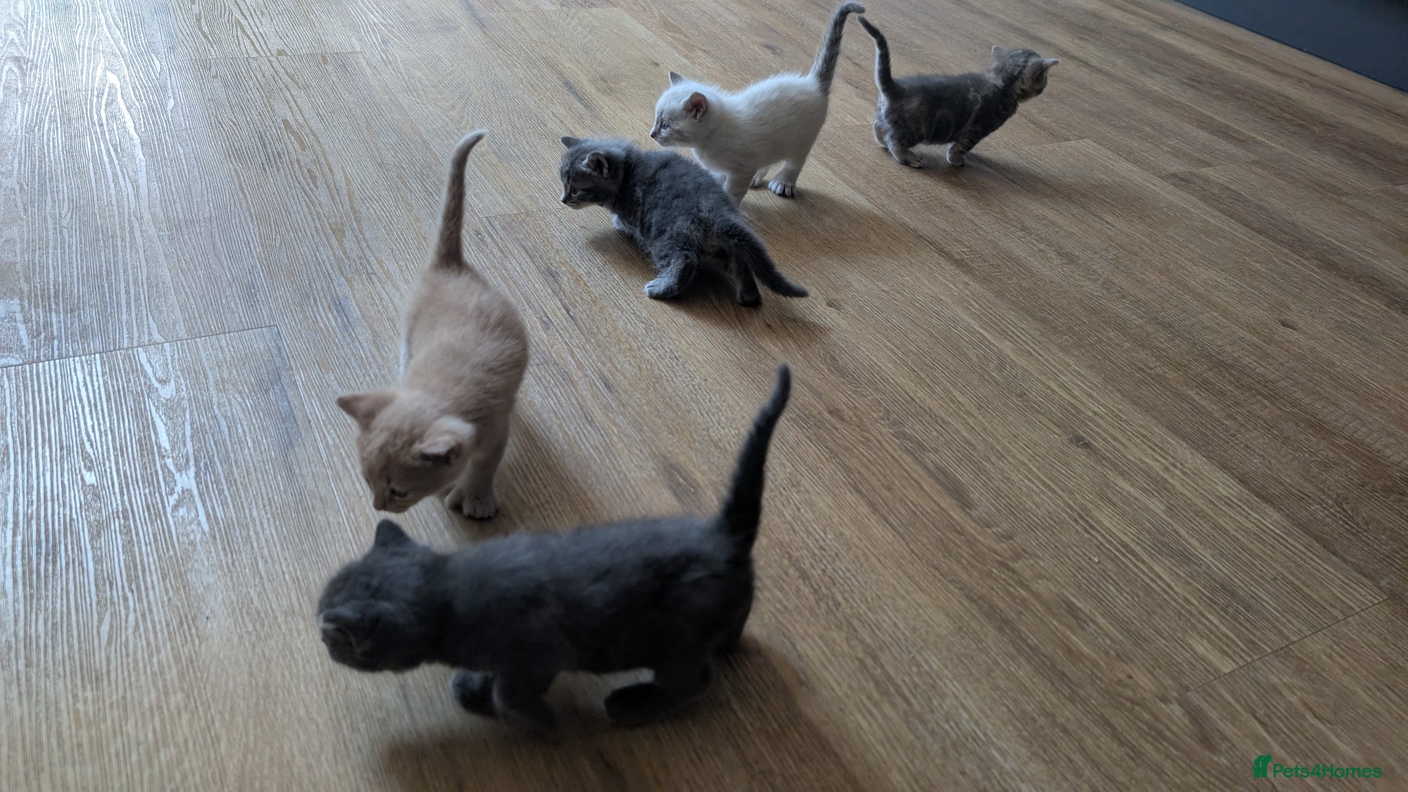 Ragcoon cats for sale: Beautiful Ragcoon / Bengal kittens  - Advert 14