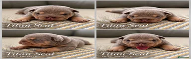 Titan seal