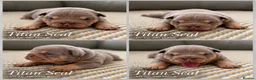 English Bulldog dogs for sale: New English bulldog puppies in Londonderry - Advert 3