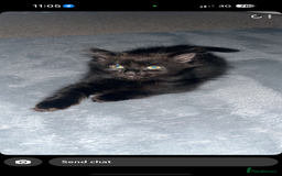 Norwegian Forest Cat cats for sale: Kittens - Advert 8