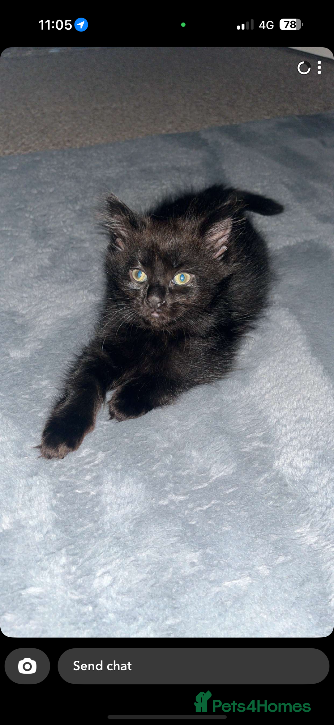 Norwegian Forest Cat cats for sale: Kittens - Advert 8