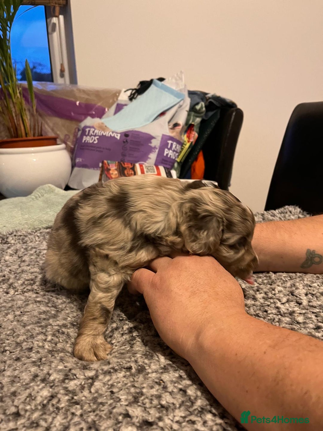 Cockapoo dogs for sale: Cockapoo puppies  - Advert 13