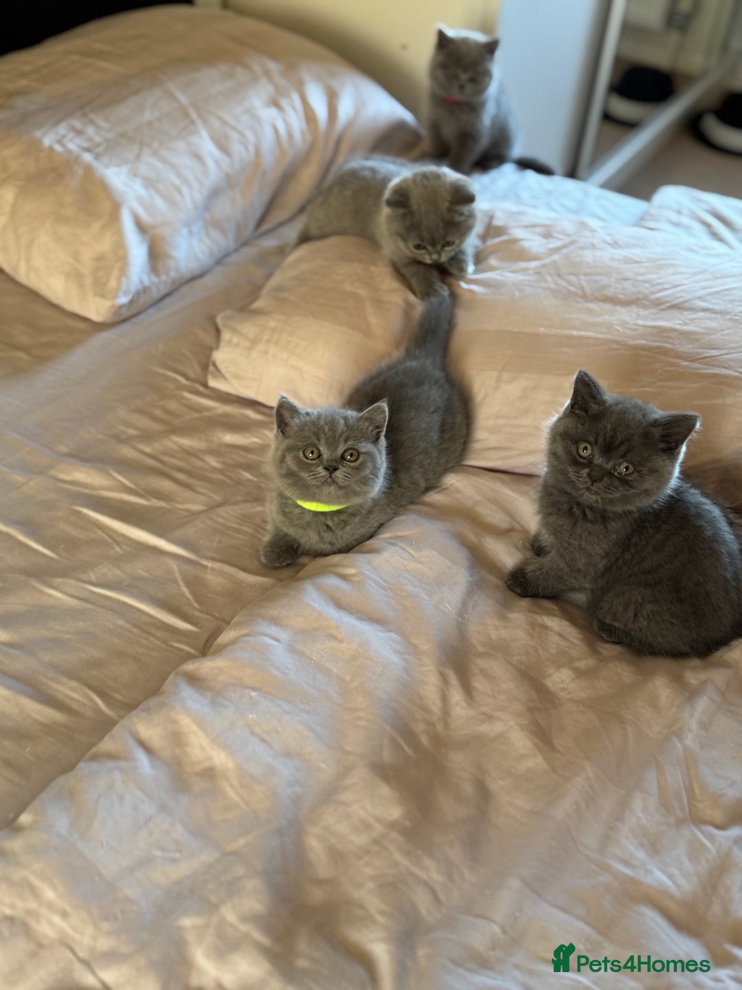 British Shorthair cats for sale: 🐾 British Shorthair Kittens – 8 Weeks Old  - Image 18