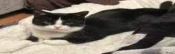Mixed Breed cats for sale:  **   in Manchester - Advert 4
