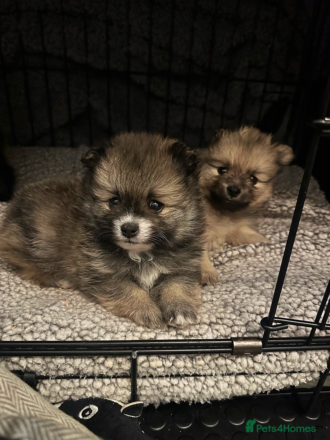 Pomeranian dogs for sale: Pomeranian puppy’s for sale - Advert 15