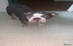 English Bulldog dogs for sale: British Bulldog  - Image 2