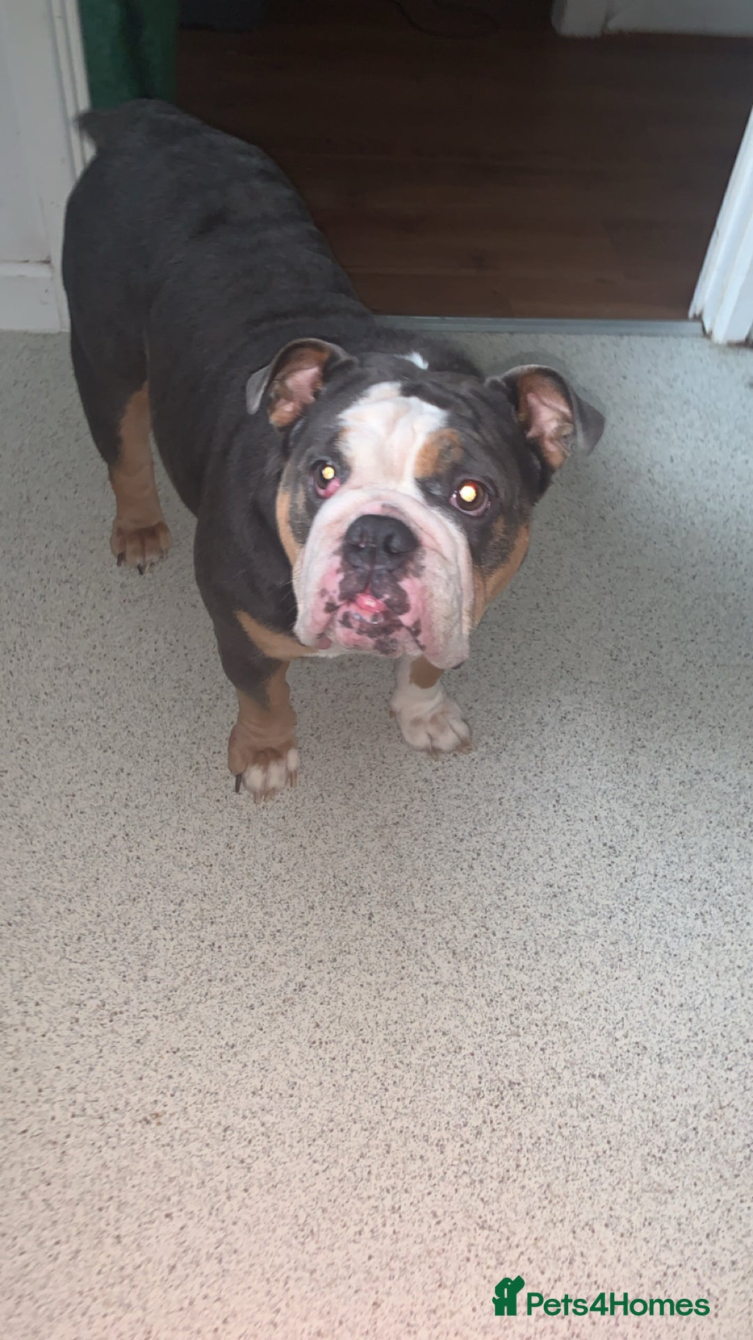English Bulldog dogs for sale: British Bulldog  - Image 2