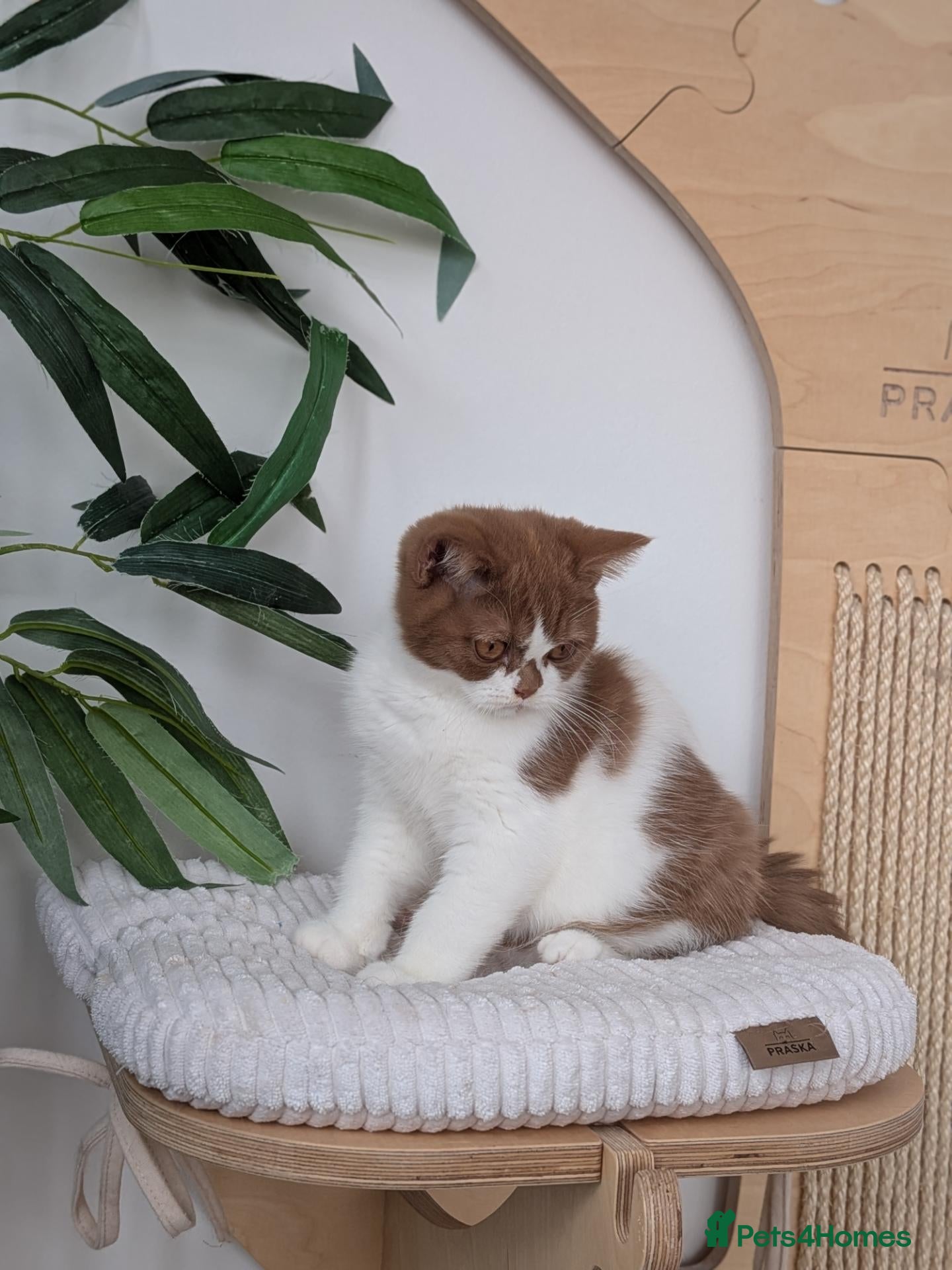 British Shorthair cats GCCF Registered British Shorthair  - Advert 2