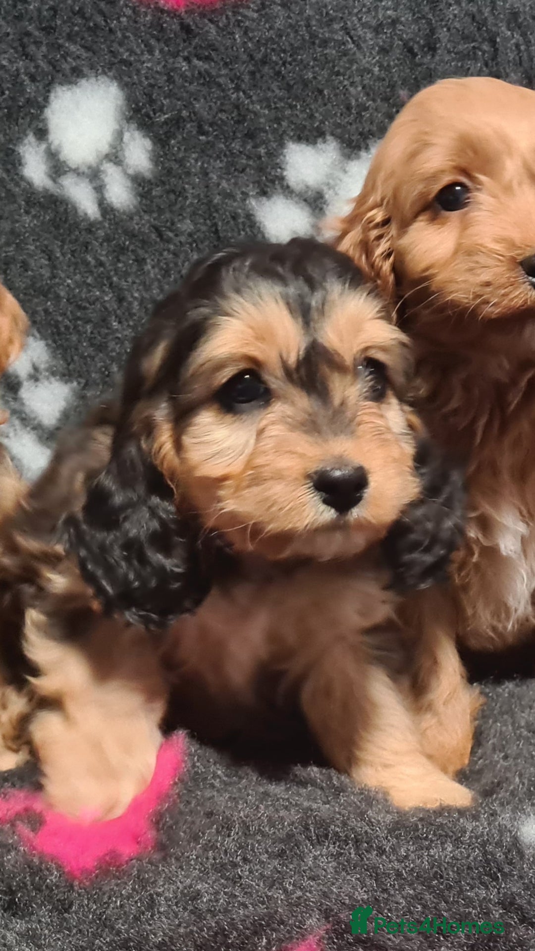 Cockapoo dogs for sale: Amazing F1 Mini Cockapoos  - Advert 4