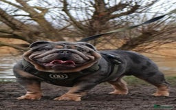 English Bulldog dogs for sale: Stunning litter of coloured Bulldogs home reared - Advert 19