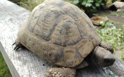 Tortoise reptiles for sale: Pair of adult Hermann tortoises - Image 2