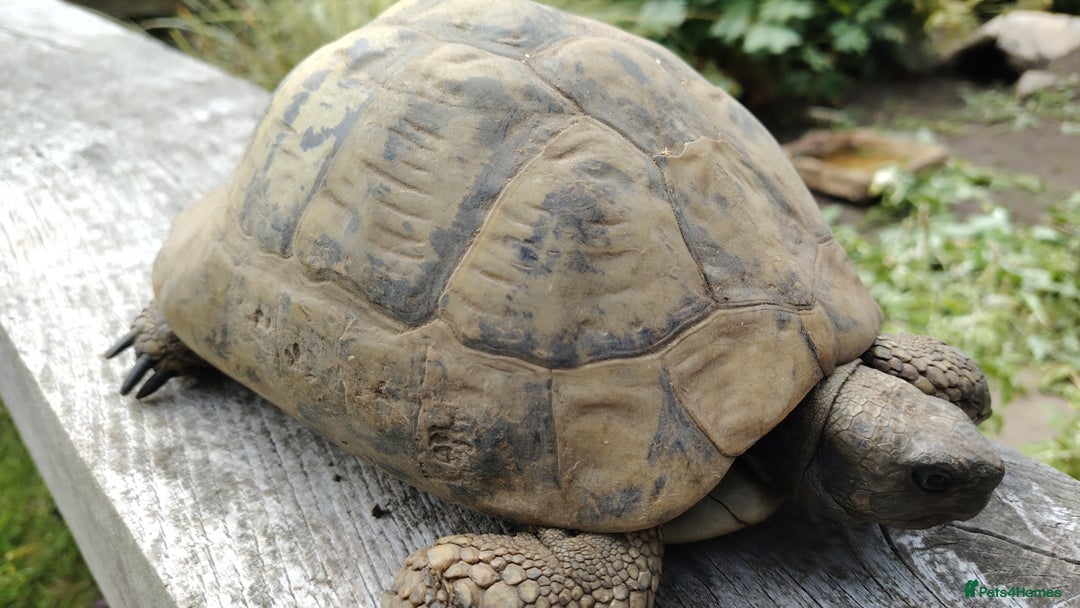 Tortoise reptiles for sale: Pair of adult Hermann tortoises - Image 2