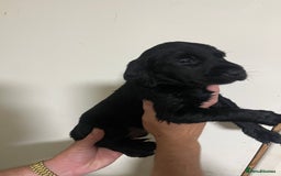 Labrador Retriever dogs for sale: 7 Labrador Puppies - Image 8