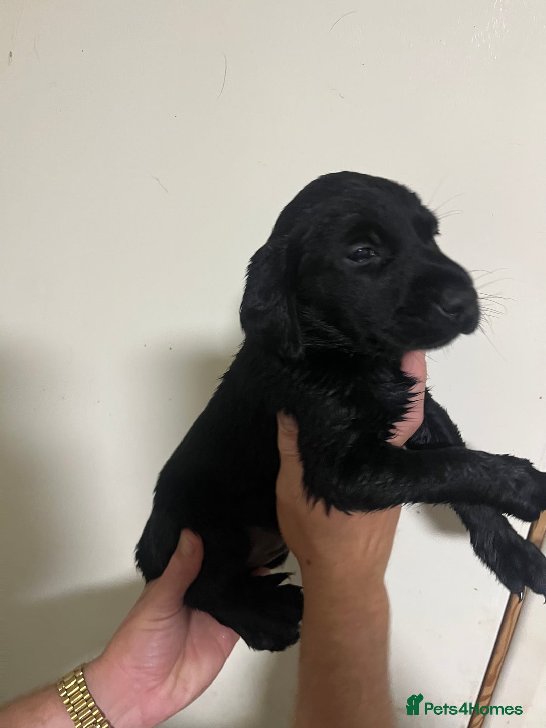 Labrador Retriever dogs for sale: 7 Labrador Puppies - Image 8