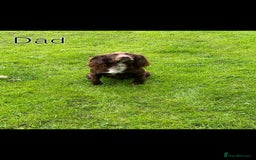 Cocker Spaniel dogs for sale: Chocolate cocker spaniel pup - Image 3