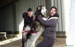 Alaskan Malamute dogs for stud: Alaskan Malamute Stud PROVEN in Darwen - Image 4