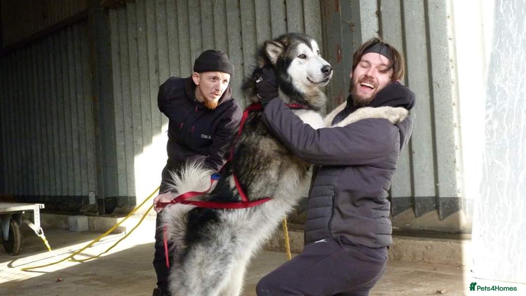 Alaskan Malamute dogs for stud: Alaskan Malamute Stud PROVEN in Darwen - Image 4