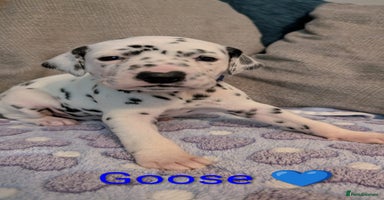 Dalmatian dogs KC registered Dalmatian puppies - Advert 3