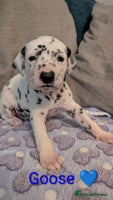 Dalmatian dogs KC registered Dalmatian puppies - Advert 3