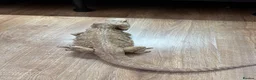 Dragon reptiles for sale: Female bearded dragon - Advert 1