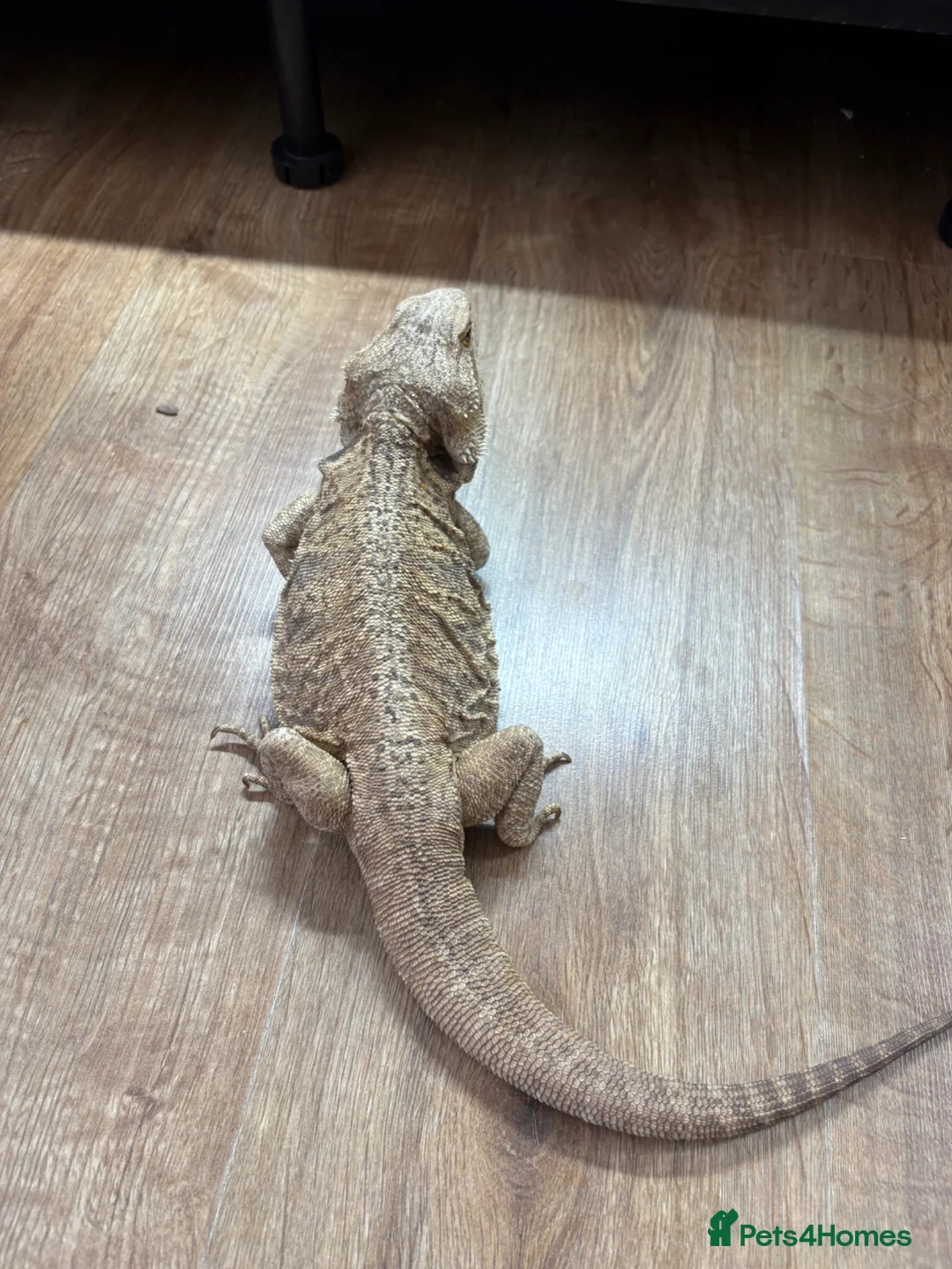 Dragon reptiles for sale: Female bearded dragon - Advert 1