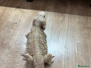Dragon reptiles Female bearded dragon - Advert 2