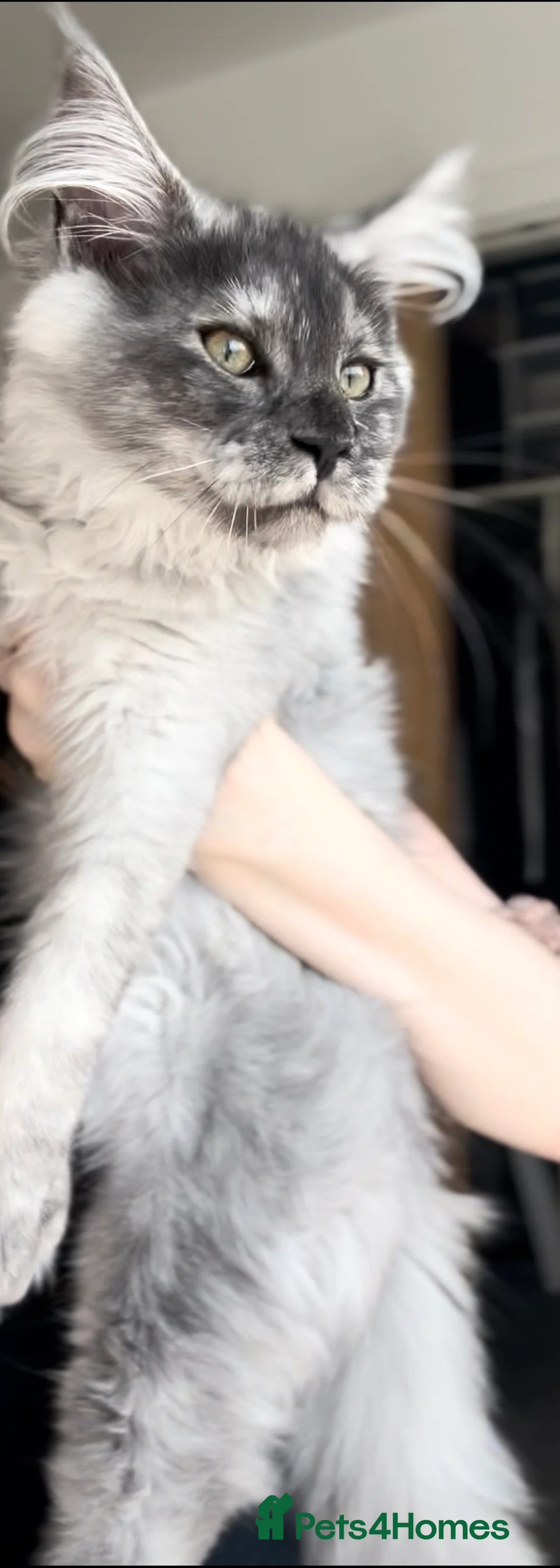Maine Coon cats for sale: BLACK SMOKE Maine Coon kitten READY TO LEAVE - Advert 2