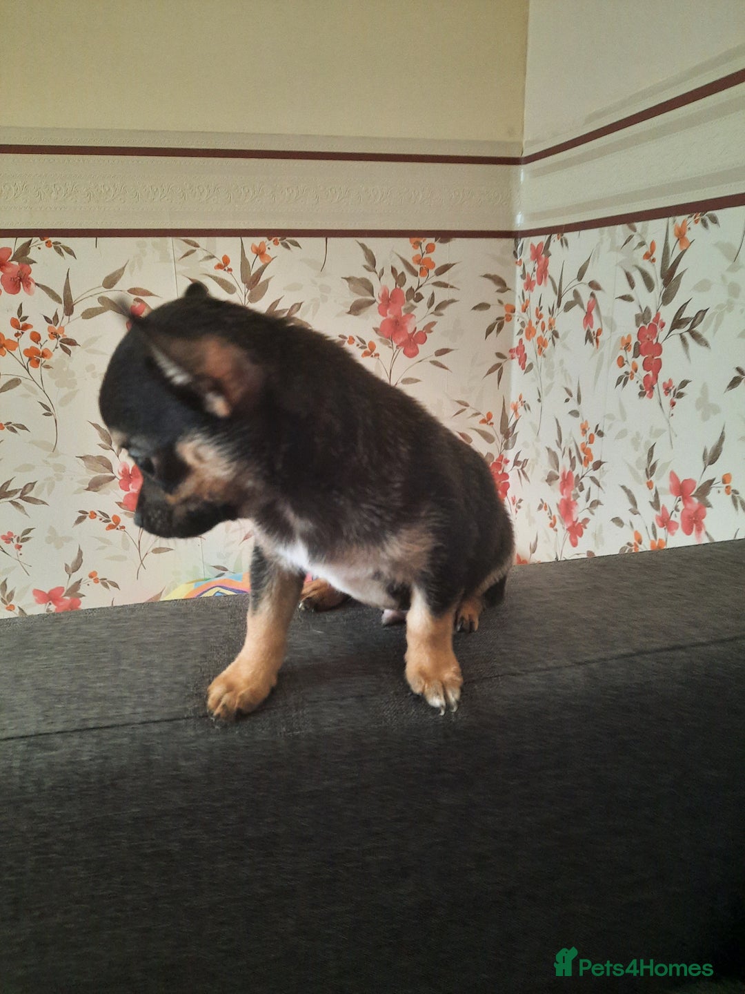 Chihuahua dogs for sale: Lovely chihuahua puppies! - Image 9