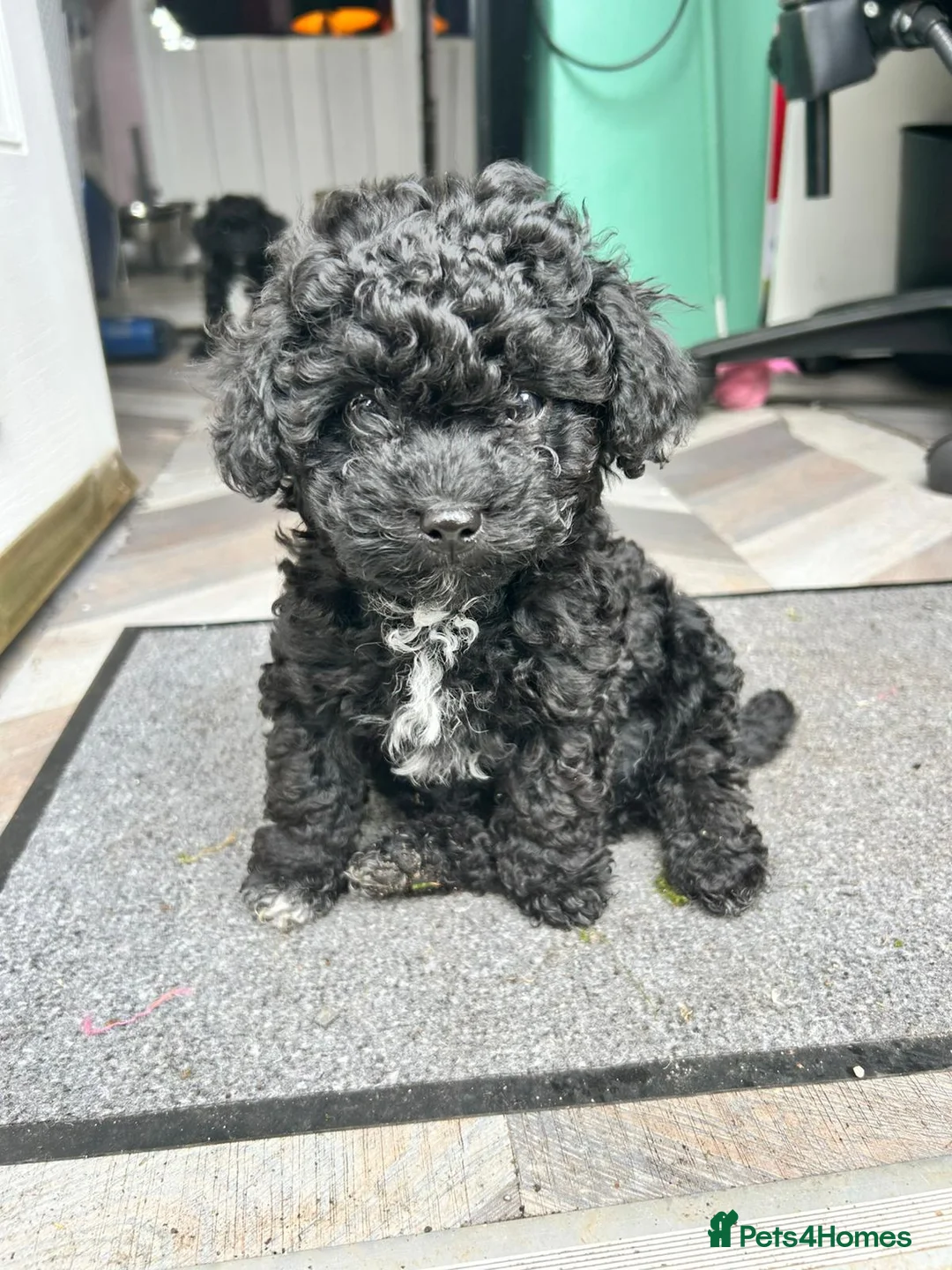 Cavapoochon dogs for sale: Cavapoochon puppies - Advert 2