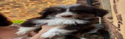 Mixed Breed dogs for sale: Beautiful cavapoo cross pomsky boy - Advert 6