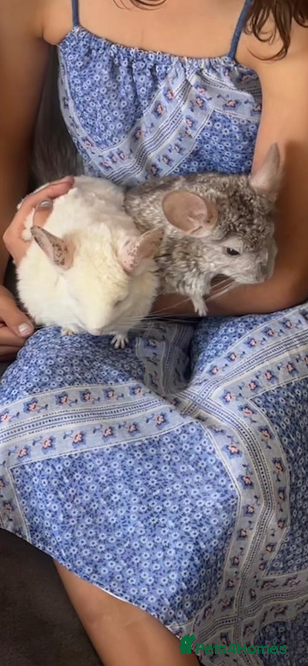 Chinchilla rodents for sale: 2 Female Chinchillas and Full set up!  - Image 31