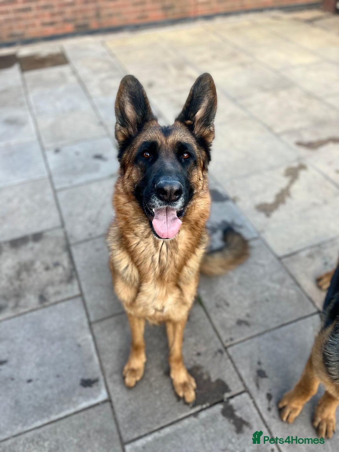German Shepherd dogs for sale: 1 year old male German Shepherd - Advert 4