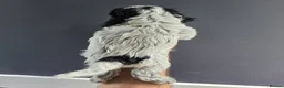 Cockapoo dogs for sale: BLUE ROAN F1 Cockapoo Boys. Extensively DNA Tested - Advert 19
